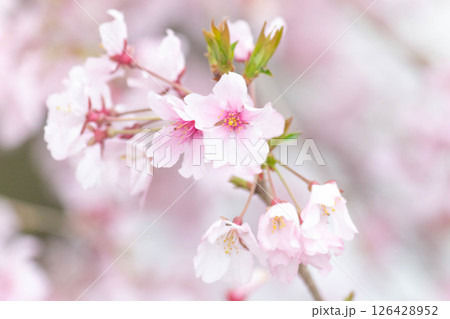 小彼岸桜 126428952