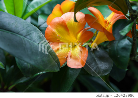 Close-up of a single Vireya rhododendron hybrid flower in bloom, Rhododendron laetum x zoelleri, tropical species from the Ericaceae family. 126428986