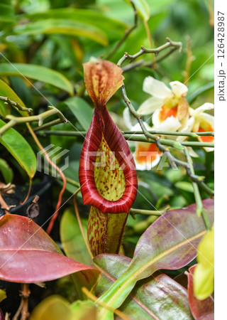 Close-up of Nepenthes gymnamphora, a tropical carnivorous plant from the Nepenthaceae family, showing the unique pitcher structure in natural habitat. 126428987