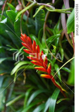 Vriesea carinata in bloom, tropical ornamental plant from the Bromeliaceae family, photographed in close-up with detailed floral structure. 126428988