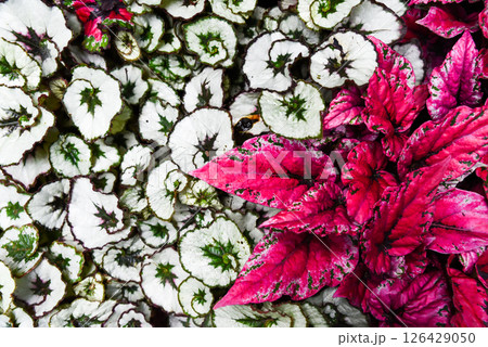 Colorful foliage of Begonia rex and Begonia rex Escargot with striking pink, white and spiral green leaves in a lush tropical garden closeup.Colorful foliage of Begonia rex and Begonia rex Escargot 126429050