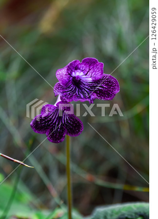 Streptocarpus (Cape primrose) with lush green leaves and vibrant flowers. A stunning variety of the Gesneriaceae family, perfect for collectors Streptocarpus (Cape primrose) with lush green leaves and vibrant flowers. A stunning variety of the Gesneriaceae family, perfect for collectors 126429059