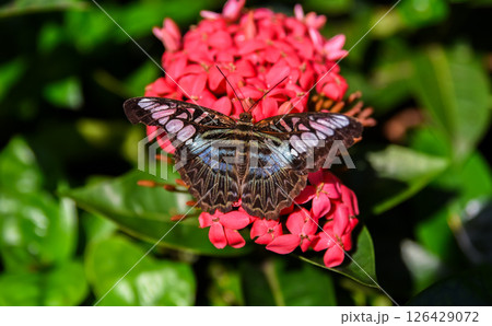 Parthenos sylvia butterfly with light blue wings rests on a bright red Ixora flower in Singapore's tropical butterfly garden. Parthenos sylvia butterfly with light blue wings rests on a bright red Ixora flower in Singapore's tropical butterfly garden. 126429072