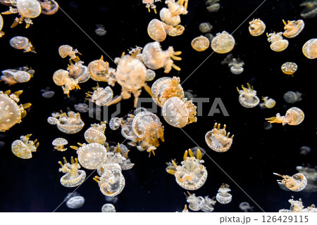 Papuan jellyfish with golden arms and dotted bells swim calmly in deep sea. A soft marine view of movement and light. 126429115