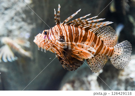 Devil firefish glides near coral reef displaying venomous fins and striped pattern in tropical saltwater. Devil firefish glides near coral reef displaying venomous fins and striped pattern in tropical saltwater. 126429118