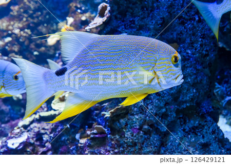 Blue-lined sea perch swimming calmly over a coral-covered reef floor inside a tropical saltwater aquarium 126429121