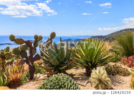 Exotic botanical garden in Eze village, French Riviera coast, France 126429159