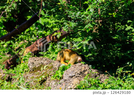 The black-capped squirrel monkey (Saimiri boliviensis) on a tree 126429180