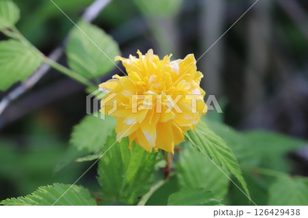 春の庭に咲くオレンジ色のヤマブキの花 126429438