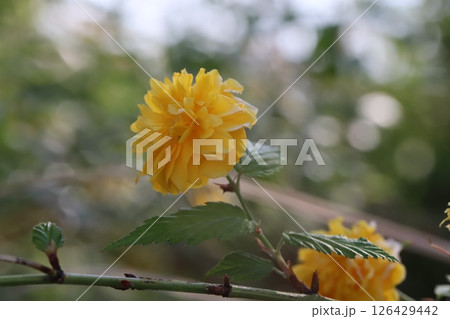 春の庭に咲くオレンジ色のヤマブキの花 126429442