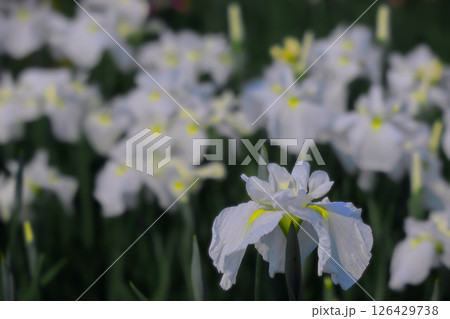 群生する満開の白花々菖蒲 群生する満開の白花々菖蒲 126429738