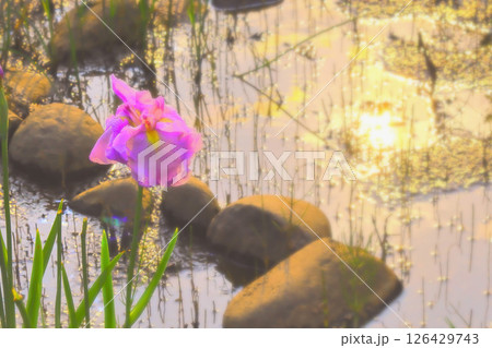 反射光を受ける雨上がりの花菖蒲 反射光を受ける雨上がりの花菖蒲 126429743