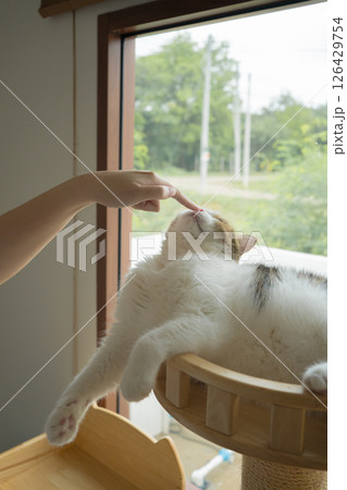 pet care concept with scottish  cat relax and play with owner on table  in living room 126429754