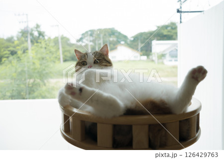 pet care concept with scottish  cat relax and play with owner on table  in living room 126429763