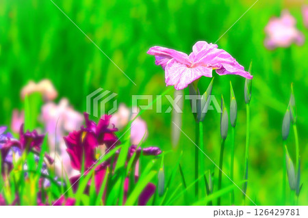 爽やかな赤紫の花菖蒲 126429781