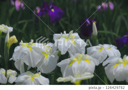 満開の清々しい白花々菖蒲 満開の清々しい白花々菖蒲 126429782