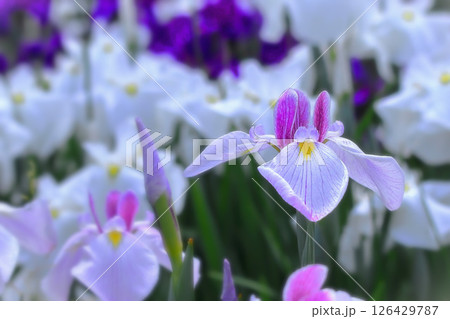 清々しい赤紫の花菖蒲 清々しい赤紫の花菖蒲 126429787