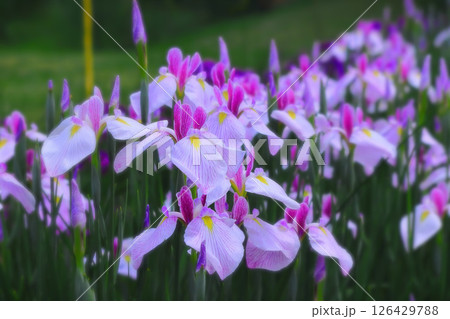 鮮やかな赤紫の花菖蒲 126429788