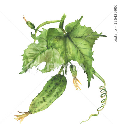 Cucumber plant with green leaf and curling tendril and buds hanging on vine. Hand drawn watercolor botanical illustration of growing vegetable for farming label, garden design Isolated from background 126429906