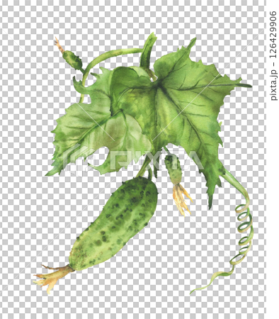 Cucumber plant with green leaf and curling tendril and buds hanging on vine. Hand drawn watercolor botanical illustration of growing vegetable for farming label, garden design Isolated from background 126429906