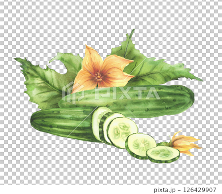 Cucumber vegetables with green leaves, yellow flowers, buds and sliced in circles cucumber fruit Watercolor hand drawn illustration.Clipart for eco food, nature cosmetic label Isolated from background 126429907