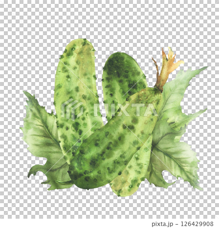 Prickly cucumbers with leaves and buds. Watercolor illustration hand drawn Botanical green vegetable harvest. Realistic plant isolated from background for farm food label, eco market, seed packaging. 126429908