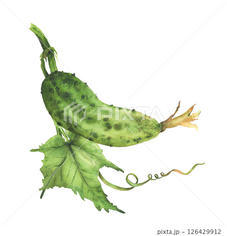 Watercolor Cucumber plant with green leaf and curling tendril and buds hanging on vine Hand drawn realistic botanical illustration of growing vegetable for eco farming label. Isolated from background 126429912