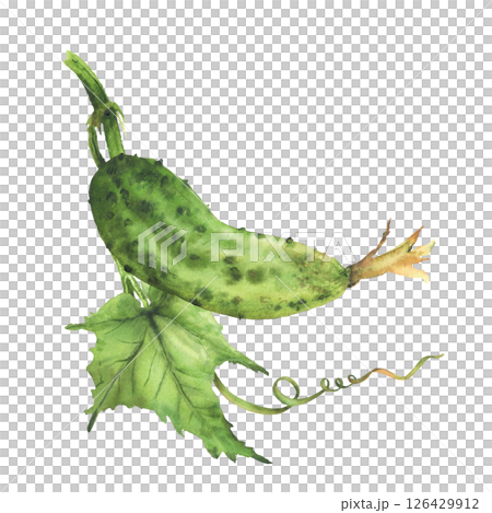 Watercolor Cucumber plant with green leaf and curling tendril and buds hanging on vine Hand drawn realistic botanical illustration of growing vegetable for eco farming label. Isolated from background 126429912