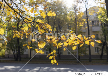Golden autumn leaves gently swaying in the sunlight against a blurred urban backdrop 126429952