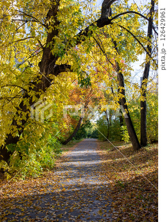 Serene autumn pathway surrounded by vibrant yellow and green foliage in a tranquil park setting Serene autumn pathway surrounded by vibrant yellow and green foliage in a tranquil park setting 126429961