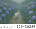 雨の日に紫陽花の道を歩く白猫 126430286
