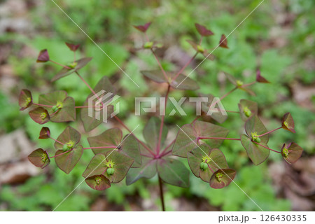 植物　ナツトウダイ 126430335