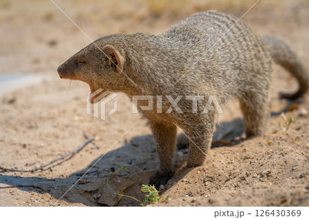 Banded mongoose in the Etosha National Park in Namibia, Africa. 126430369