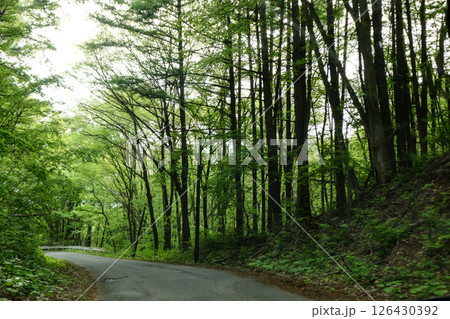 新緑の岩手道 小岩井農場の農道 新緑の岩手道 小岩井農場の農道 126430392