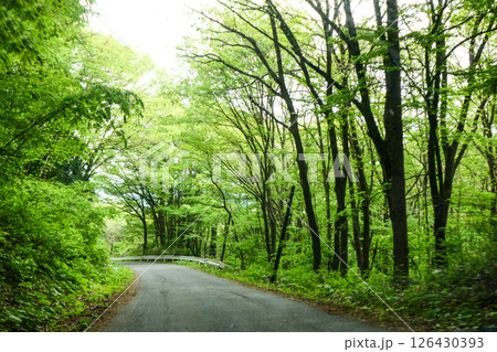 新緑の岩手道 小岩井農場の農道 新緑の岩手道 小岩井農場の農道 126430393