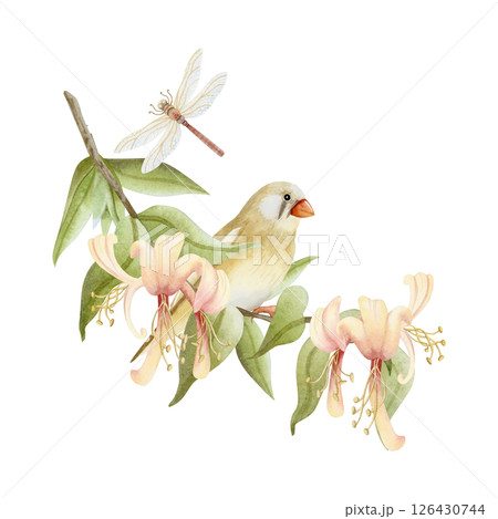 Finch bird and dragonfly on honeysuckle blossom branch watercolor illustration isolated on white. Realistic garden songbird and blooming flowers clip art in beige, brown and green for gardening design Finch bird and dragonfly on honeysuckle blossom branch watercolor illustration isolated on white. Realistic garden songbird and blooming flowers clip art in beige, brown and green for gardening design 126430744