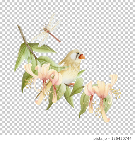 Finch bird and dragonfly on honeysuckle blossom branch watercolor illustration isolated on white. Realistic garden songbird and blooming flowers clip art in beige, brown and green for gardening design Finch bird and dragonfly on honeysuckle blossom branch watercolor illustration isolated on white. Realistic garden songbird and blooming flowers clip art in beige, brown and green for gardening design 126430744