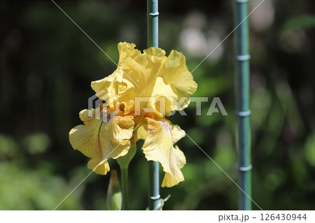 春の庭に咲くオレンジ色のジャーマンアイリスの花 126430944