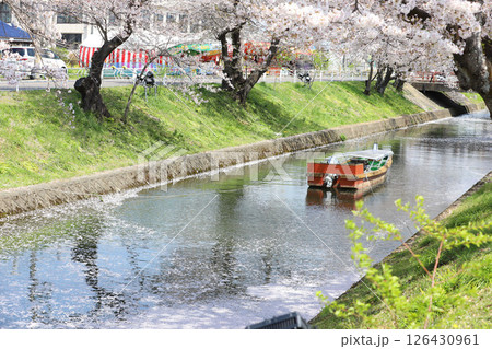 大口町　桜まつり　五条川　桜並木 126430961