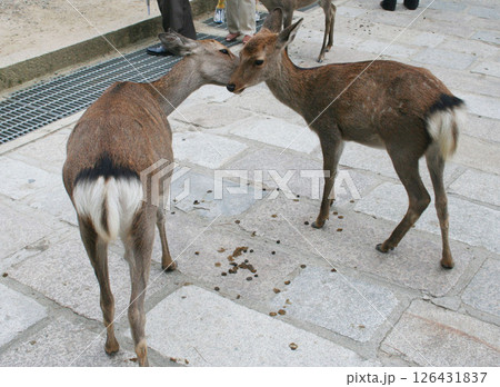 奈良公園　東大寺　大仏　鹿 126431837