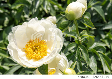 シャクヤク　プレーリームーン 126431959