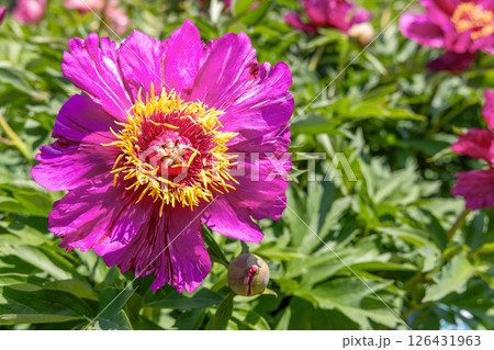 シャクヤク モーニングライラック シャクヤク モーニングライラック 126431963