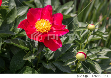 シャクヤク　アメリカ 126431964