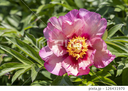 シャクヤク　ビジョンオブシュガープラム 126431970