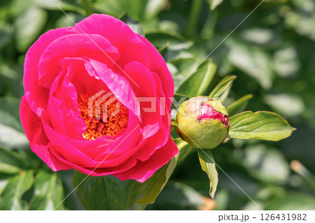 シャクヤク　ポーラフェイ 126431982