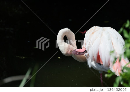 鳥綱 腰掛け 住む 126432095