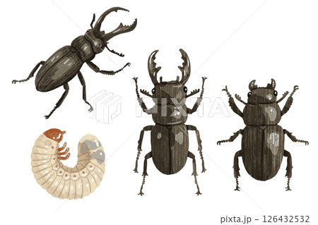 手描きのクワガタのベクターイラスト 126432532