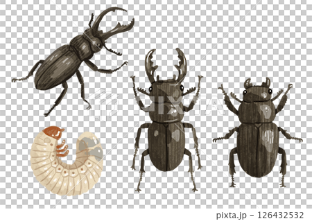 手描きのクワガタのベクターイラスト 126432532