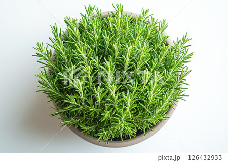 Potted rosemary plant with needle-like leaves on a white background. Herb in pot. Potted rosemary plant with needle-like leaves on a white background. Herb in pot. 126432933