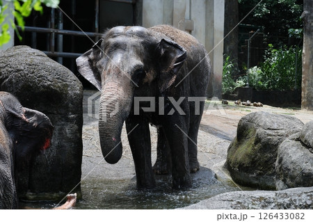 インドゾウ インド象 アジアゾウ 126433082